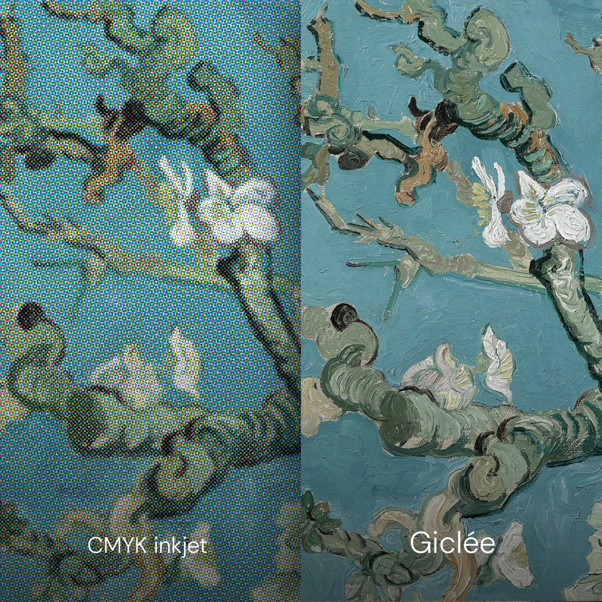 Almond Blossoms - Art Print